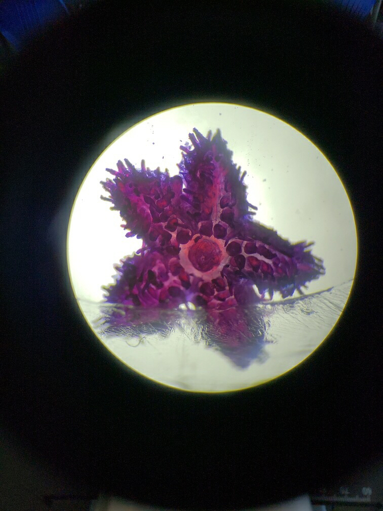 PreAP Biology Microscope Lab Bixby 9th Grade Center