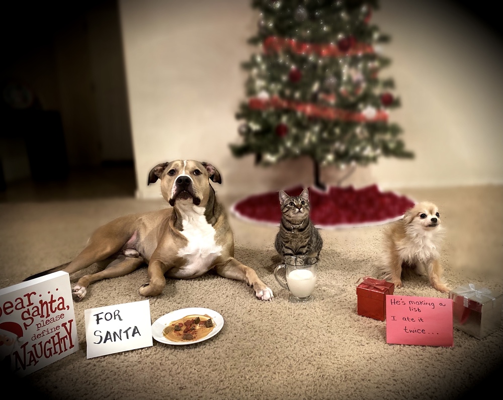 Holiday Pet Contest