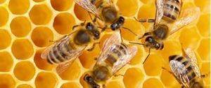 Bee Keeping with Mrs. West - A Virtual Field Trip