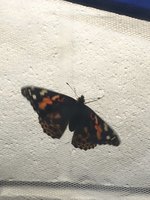 BUTTERFLIES!